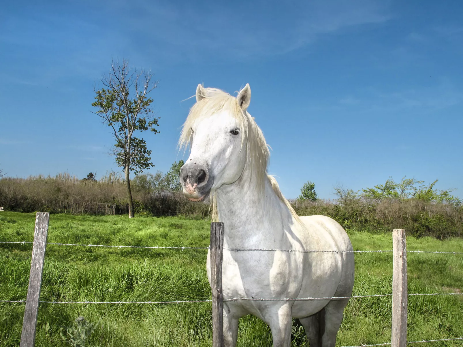 Le Soleil Camarguais-Omgeving