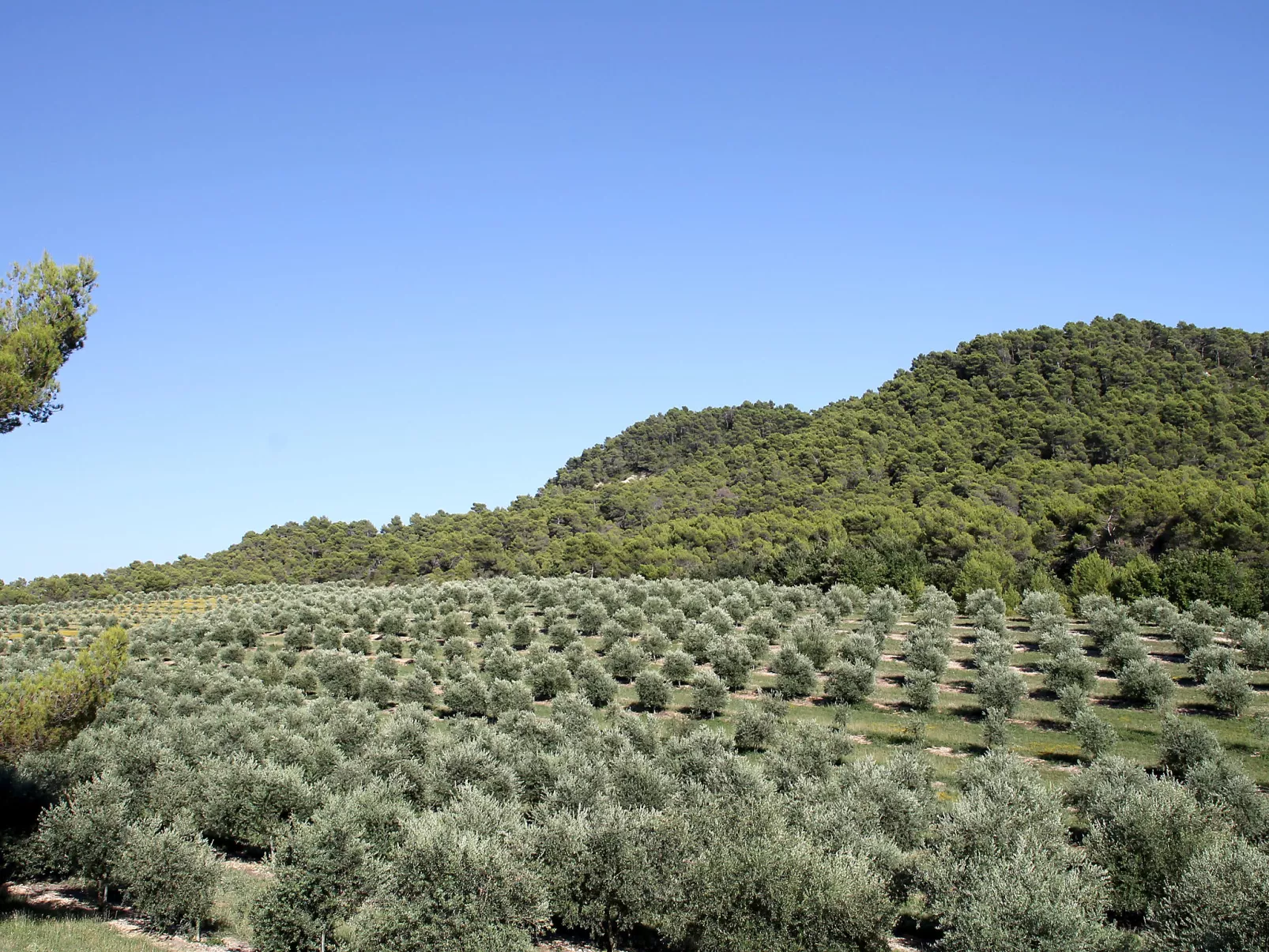 Domaine de Piegros-Buiten