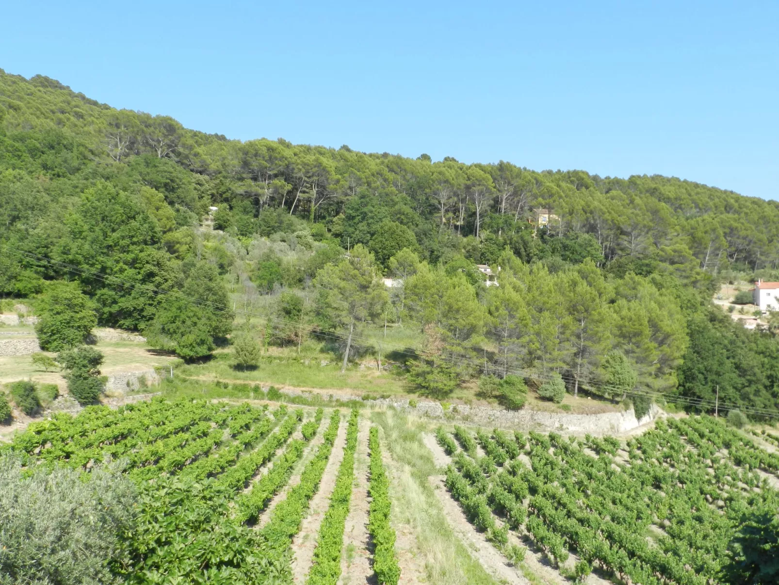 Domaine du Dragon-Binnen