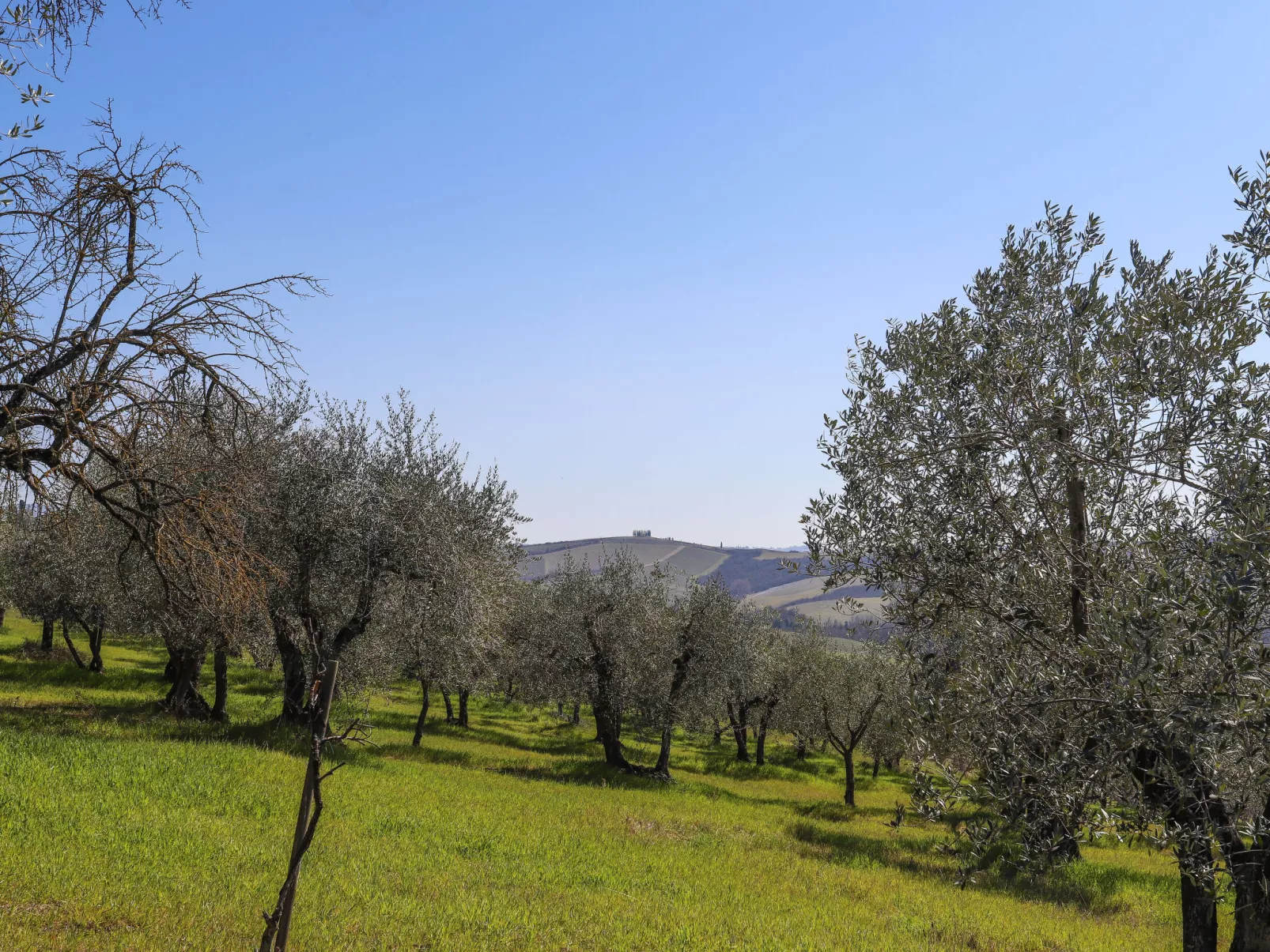 Podere San Raffaele - Cinzia-Buiten