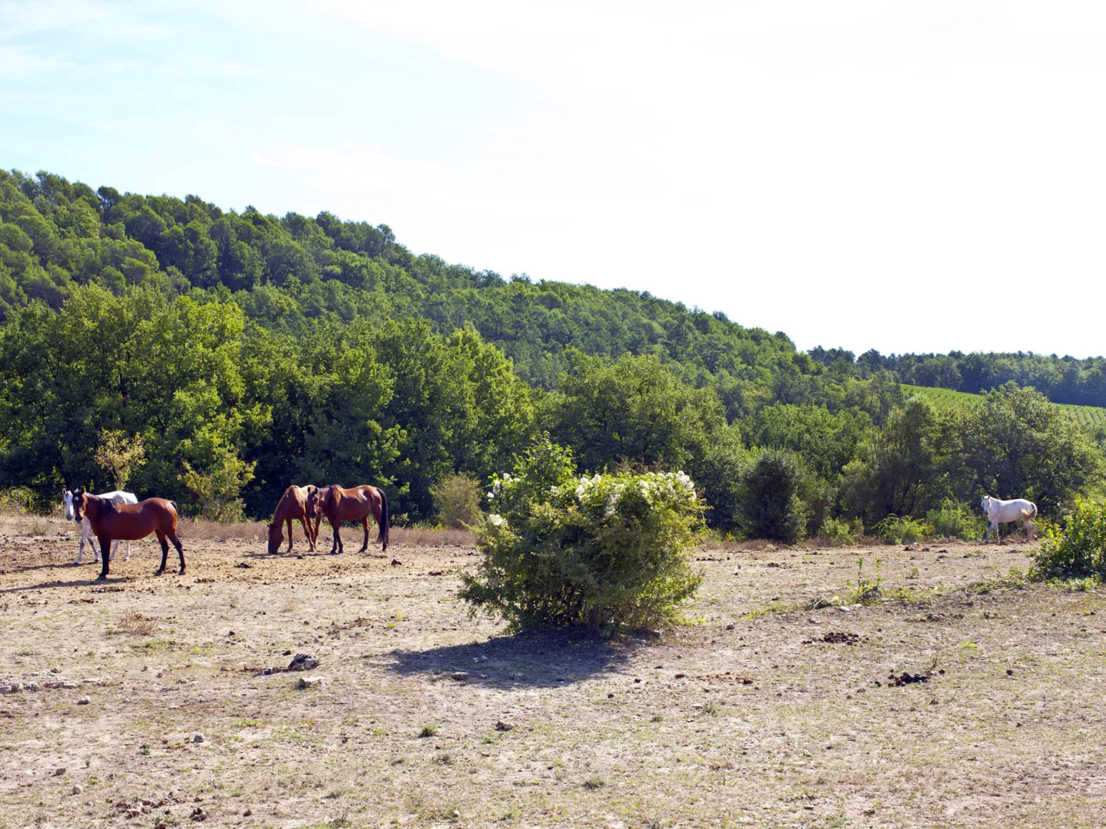 Domaine de Camiole-Omgeving