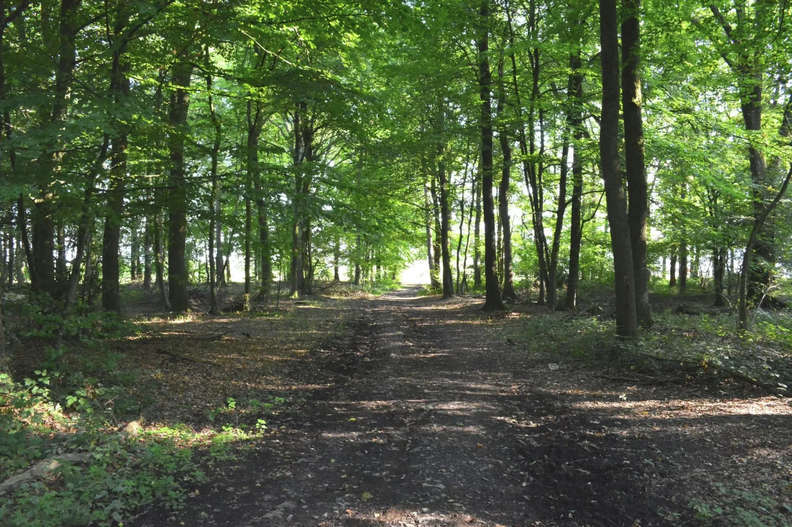 Mise Au Vert-Gebieden zomer 1km