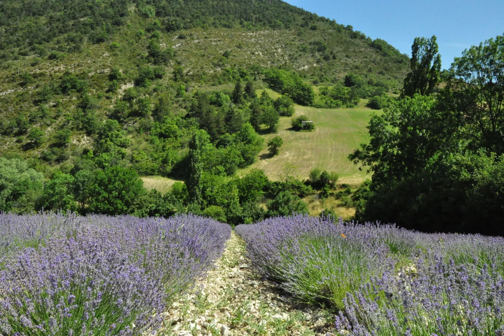 Les Collines-Gebieden zomer 5km