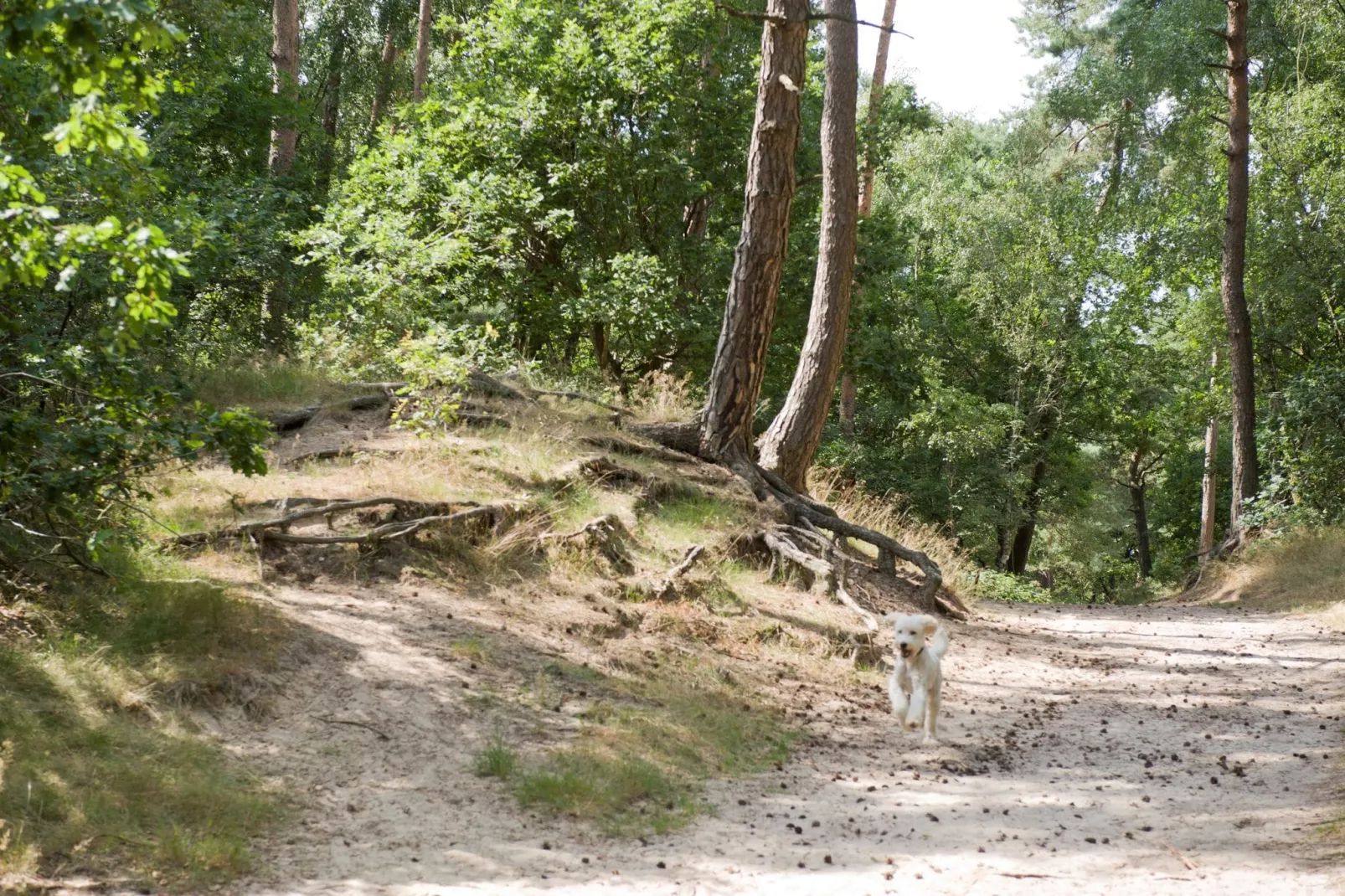 Recreatiepark Duinhoeve 1-Gebieden zomer 1km