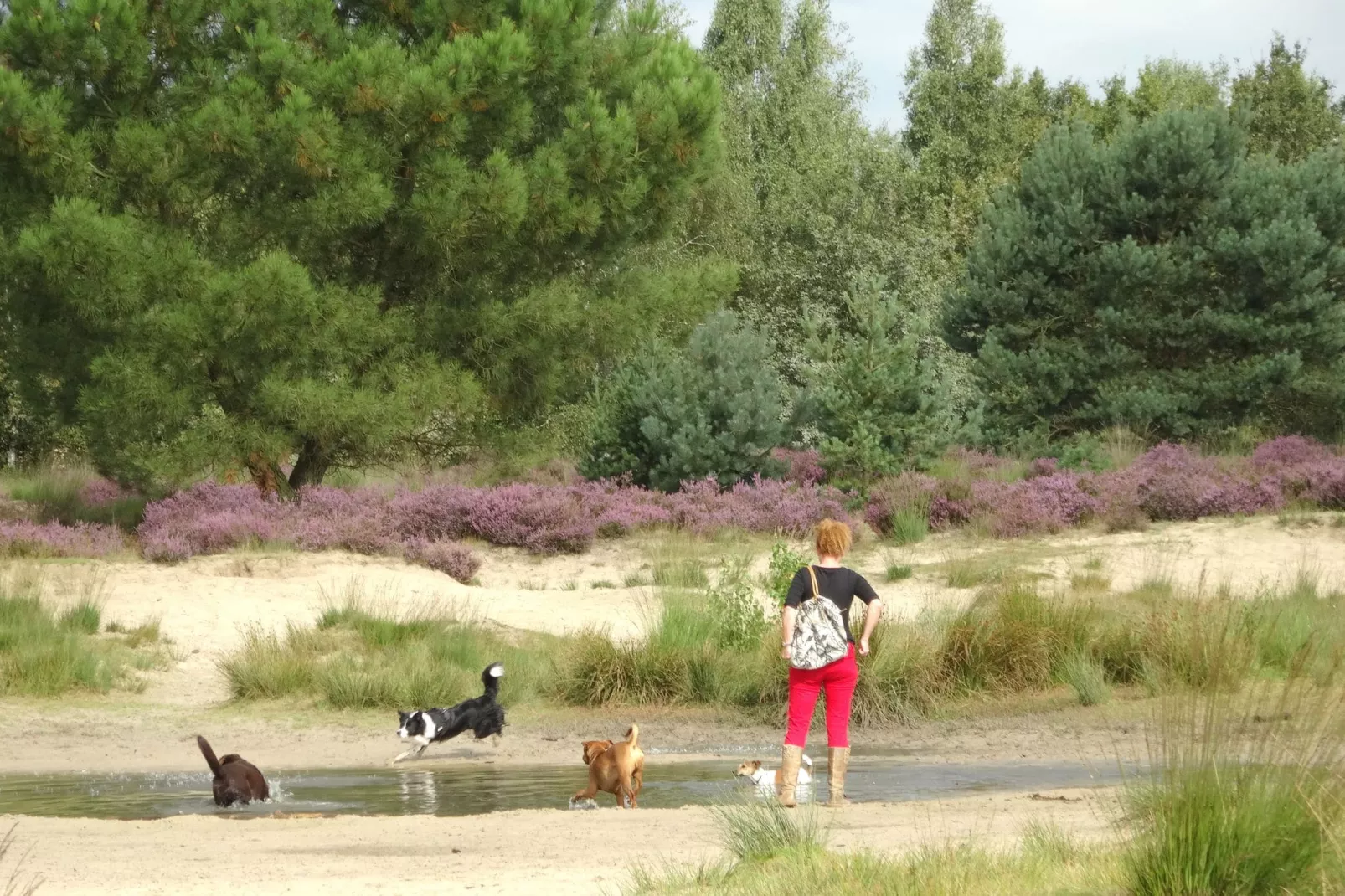 Recreatiepark Duinhoeve 1-Gebieden zomer 5km