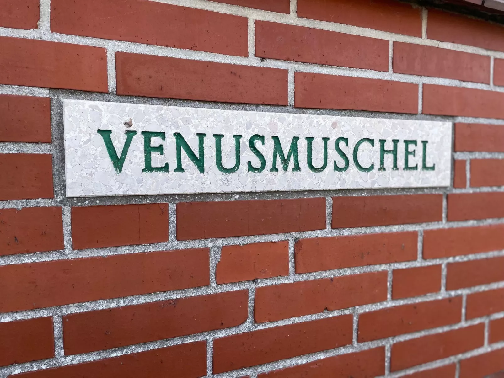 Venusmuschel-Binnen