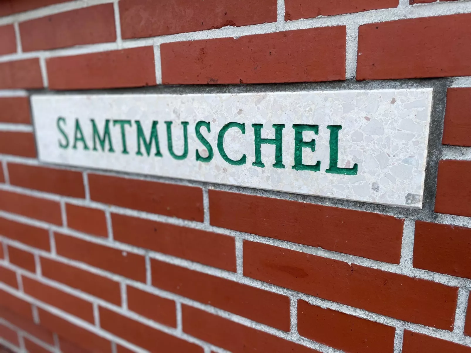 Samtmuschel-Binnen