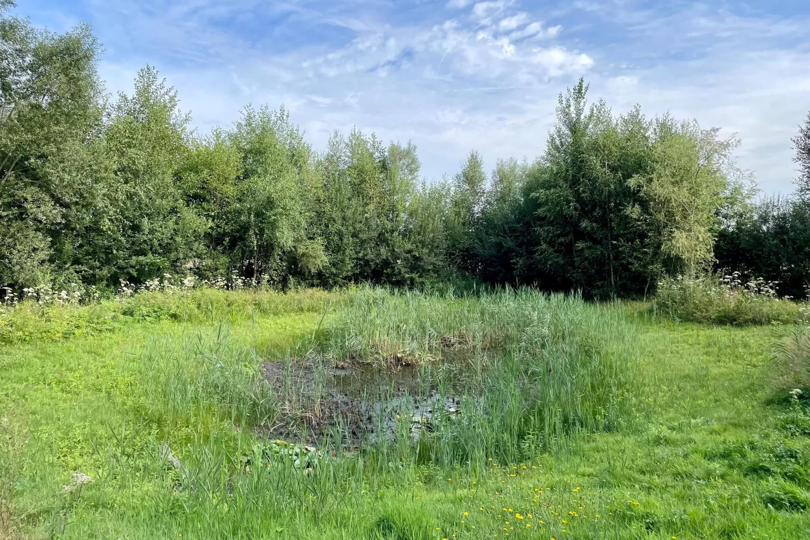 Bosbeertje 43-Tuinen zomer