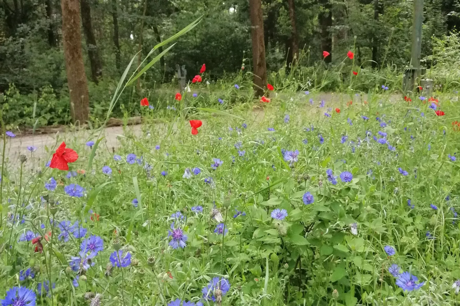 Bosbeertje 45-Gebieden zomer 1km