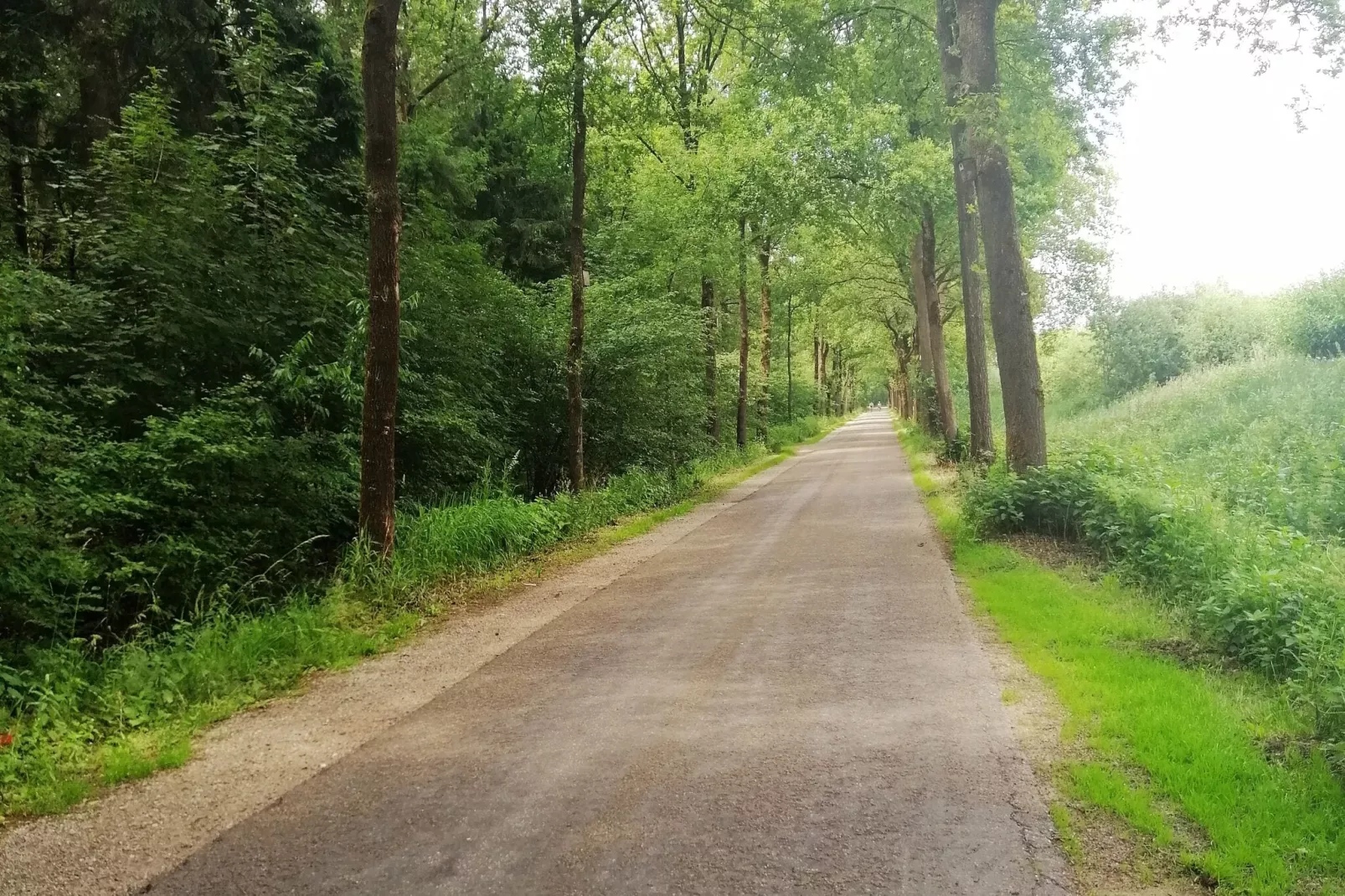 Bosbeertje 45-Gebieden zomer 1km