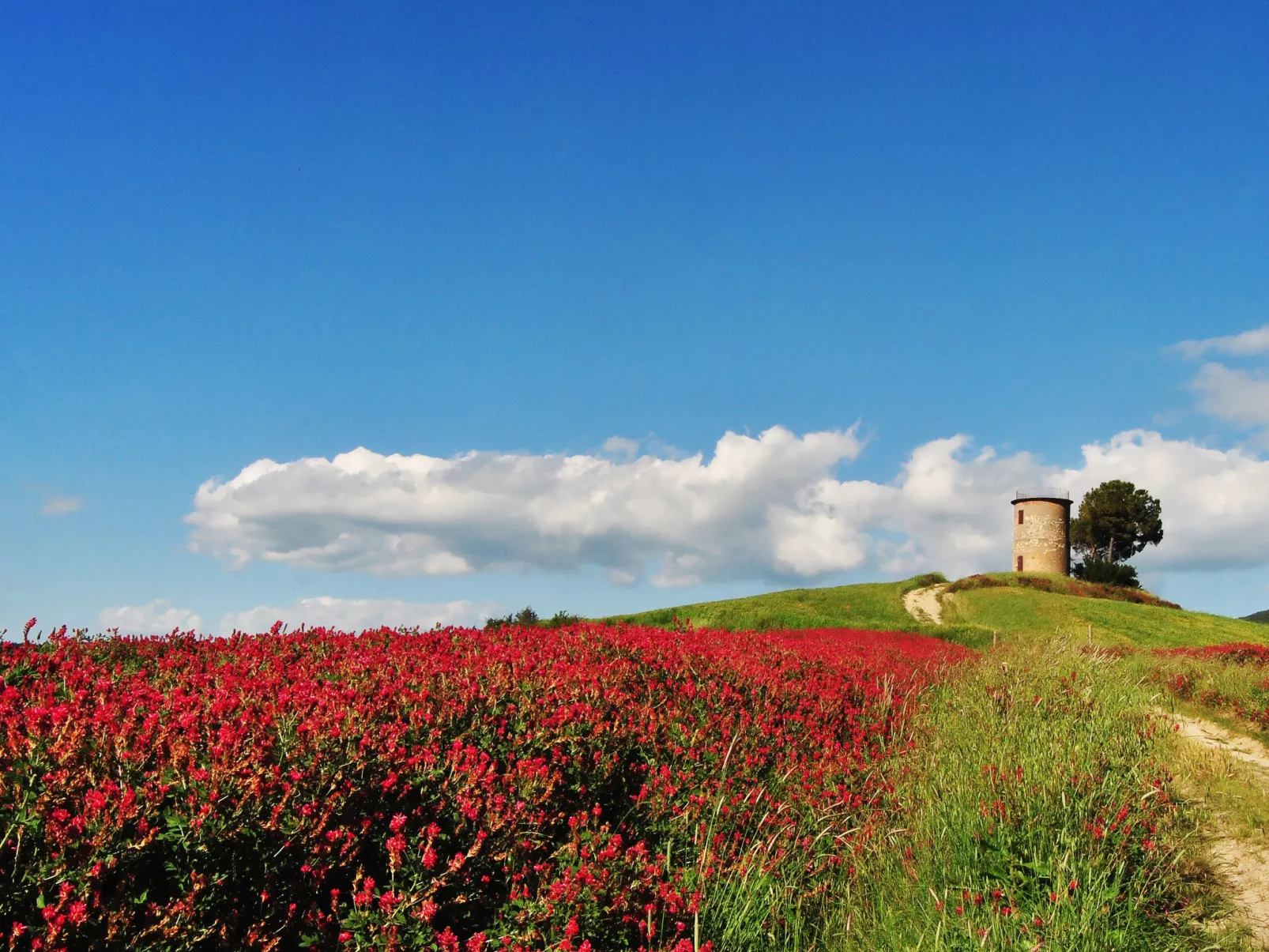 Bouganville-Omgeving