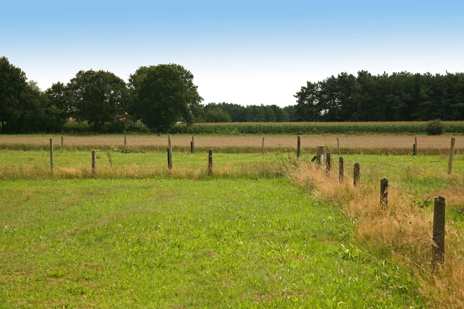 Boshuub-Gebieden zomer 1km