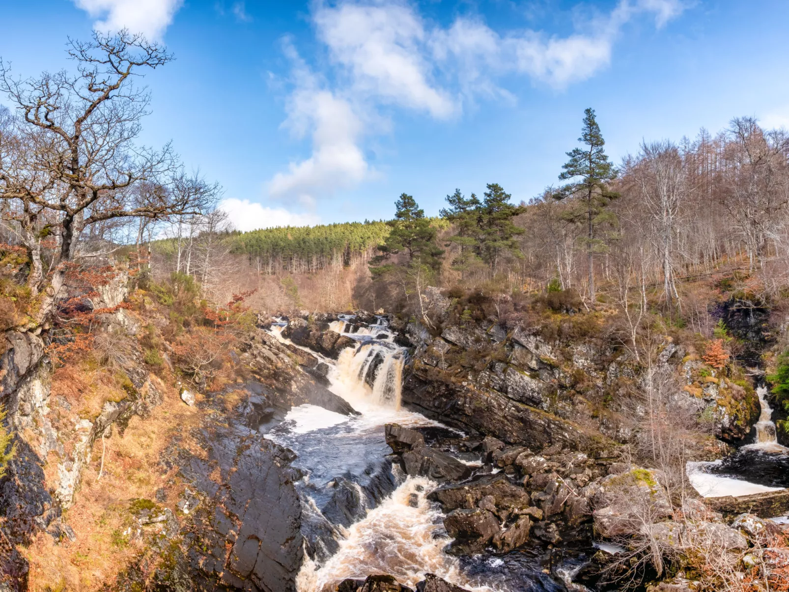 Silver Birch-Omgeving