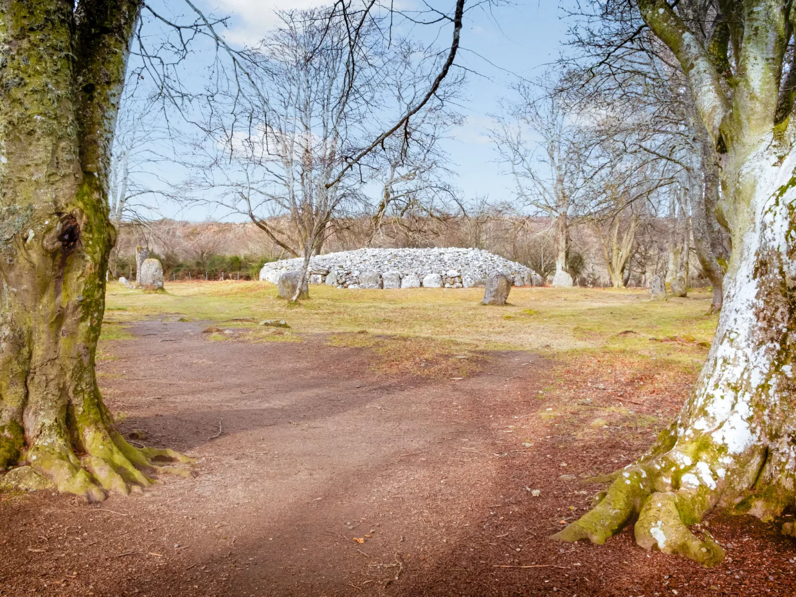 Silver Birch-Omgeving