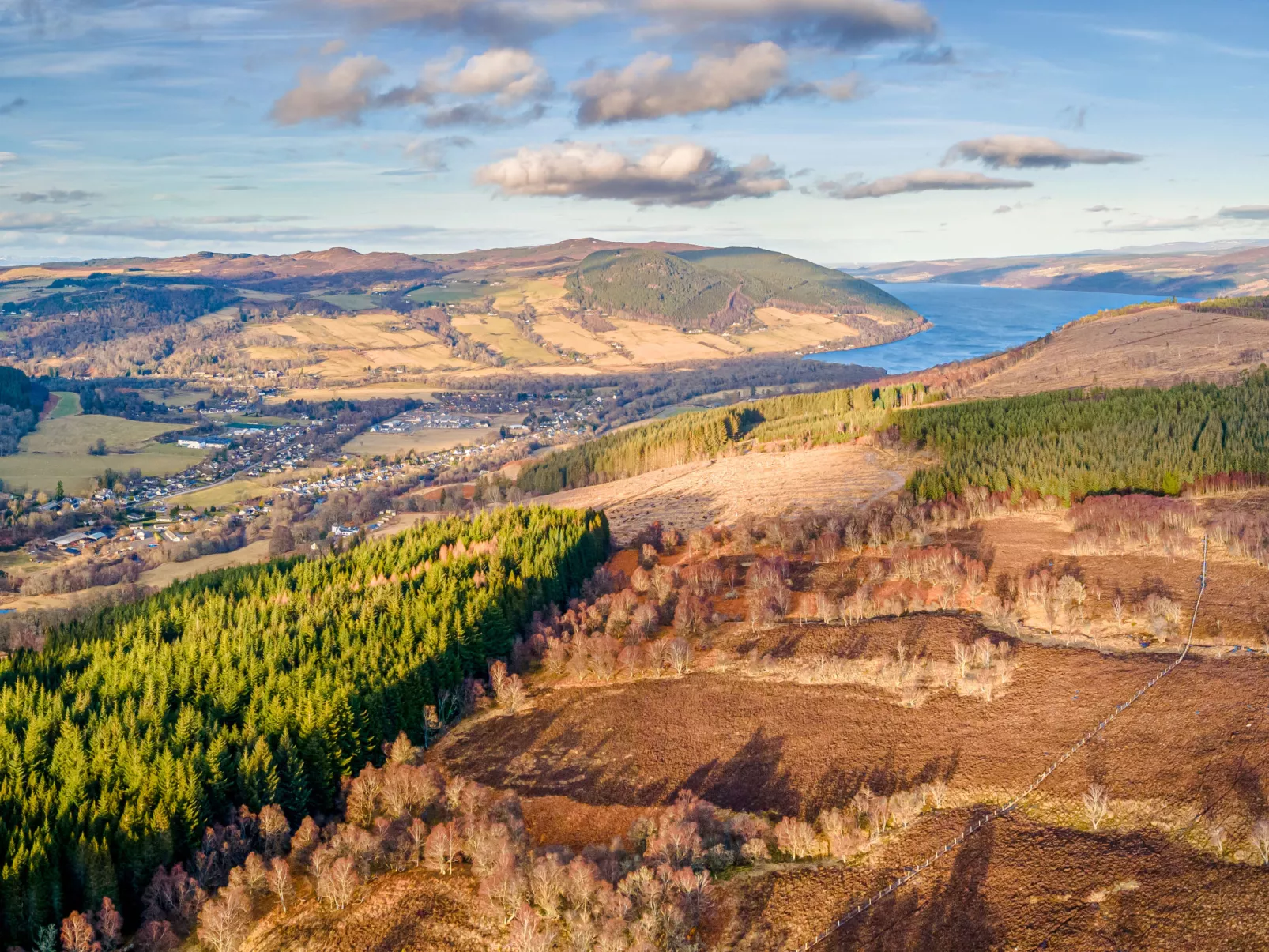 Silver Birch-Omgeving