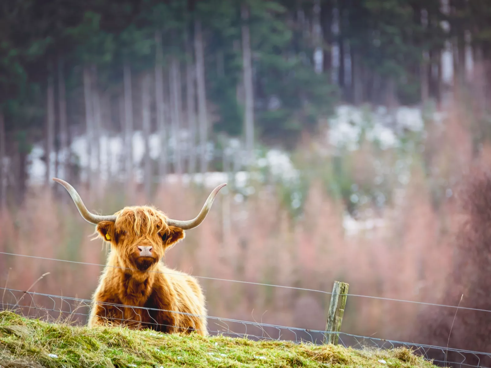 Ceilidhtail Cottage-Omgeving