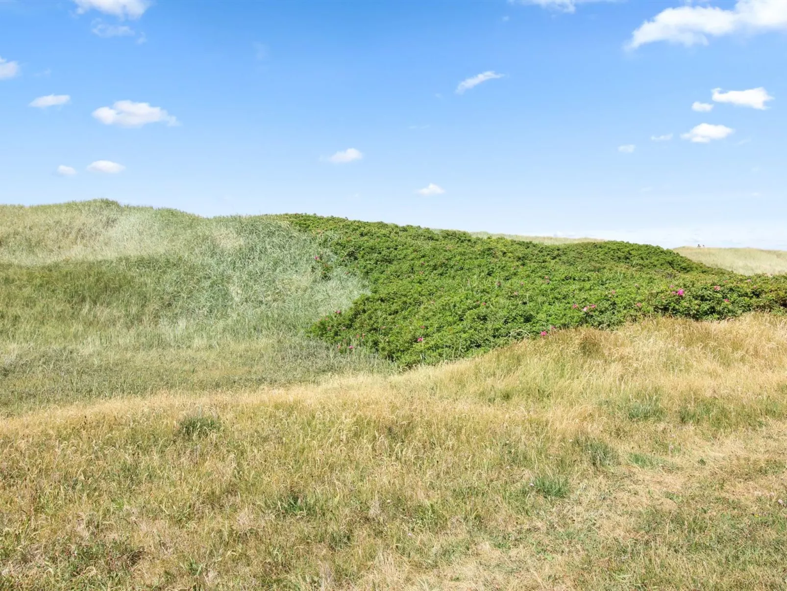 "Frithbjorn" - 50m from the sea-Buiten