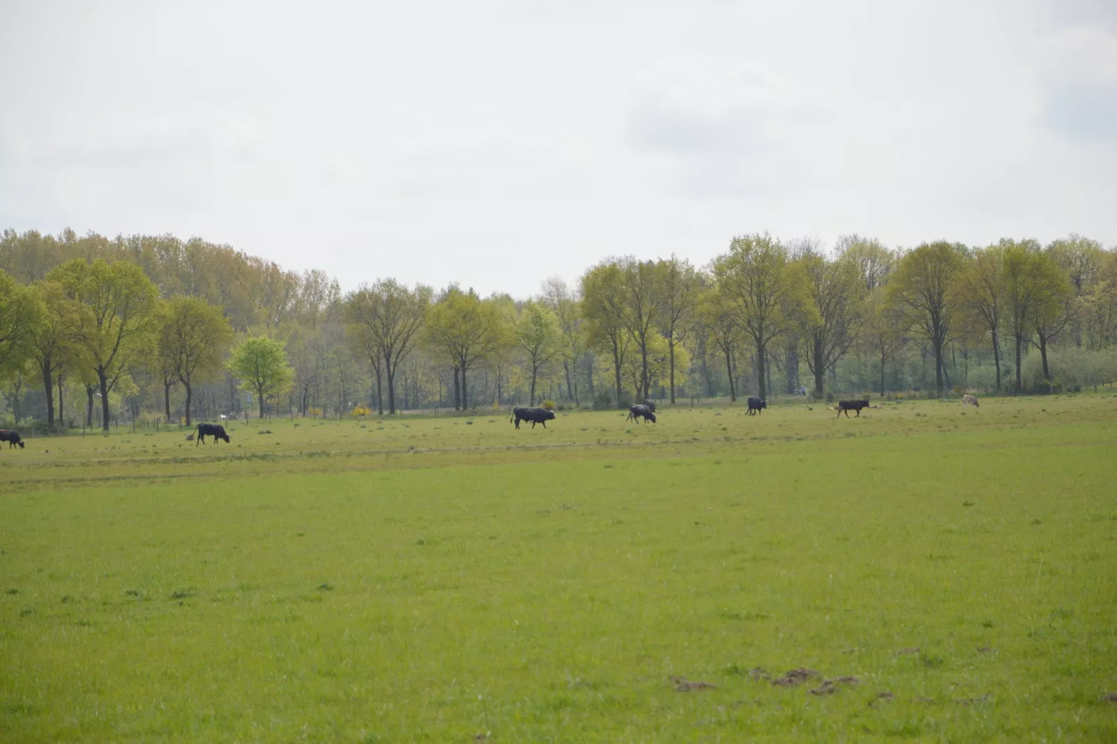 Bungalow 86-Gebieden zomer 20km