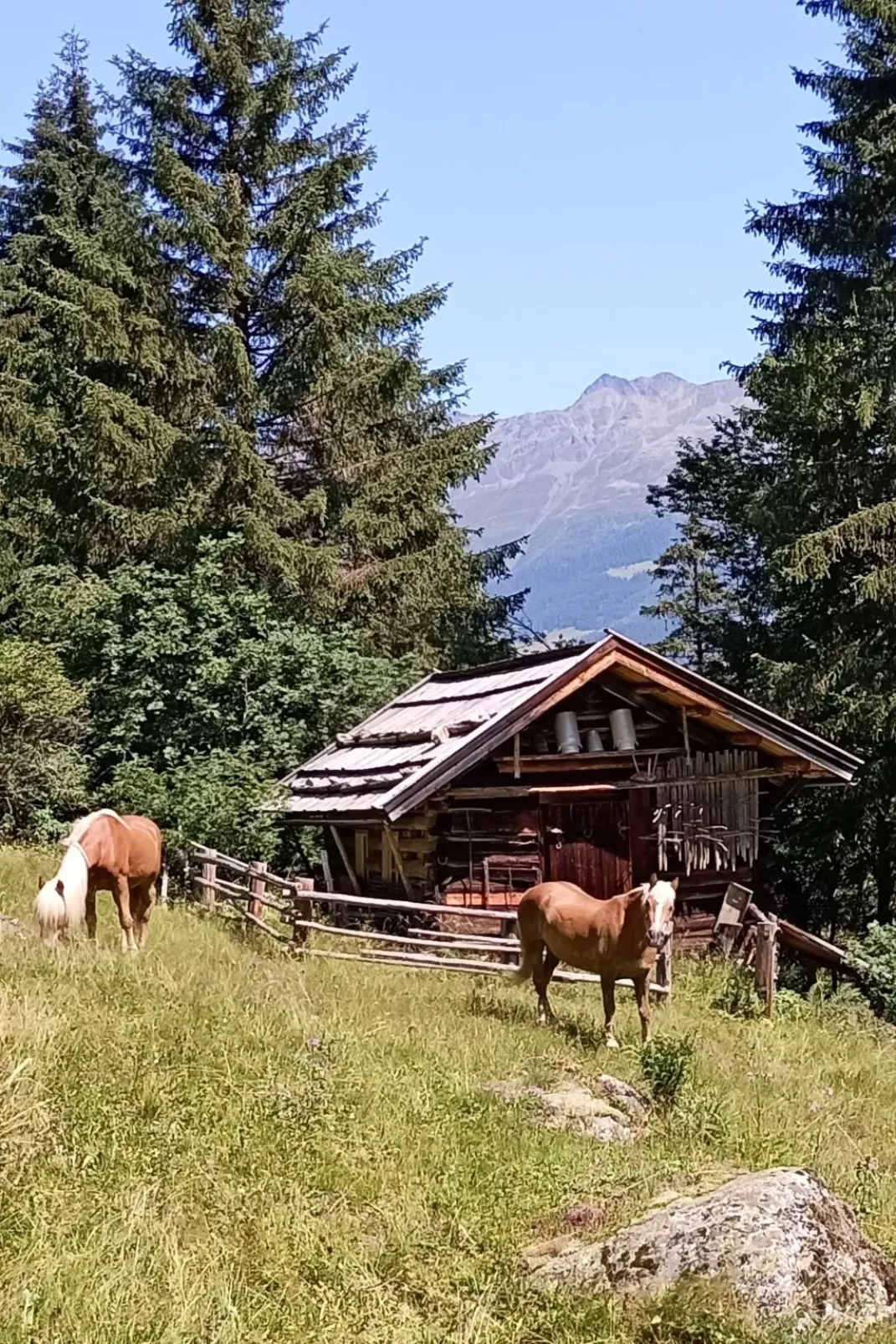 Haflingerhof Edelweiß (KNT101)-Binnen