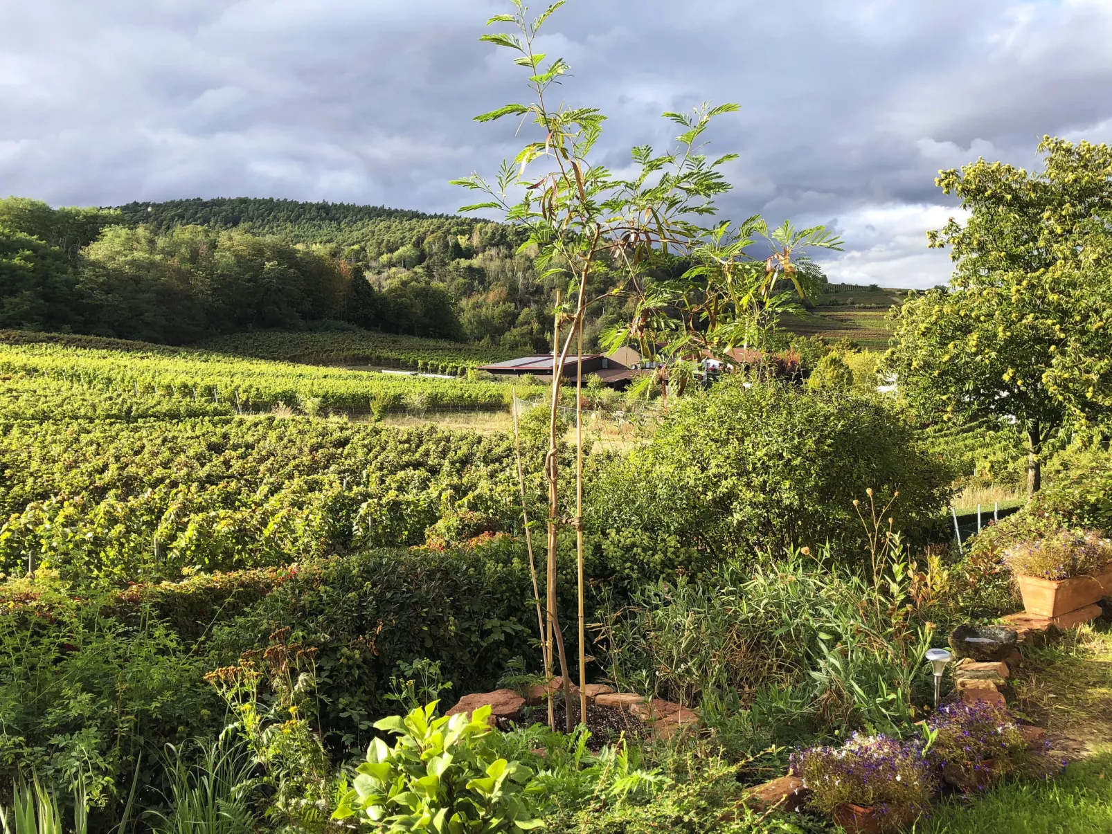 Am Weinberg-Buiten