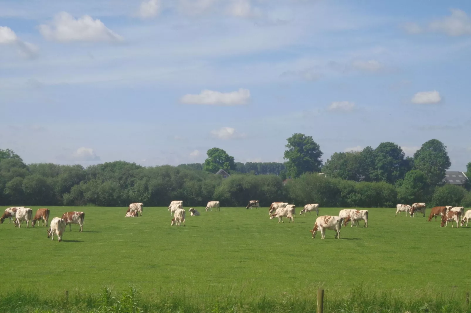 Het Rijk van Elten en Spijk-Gebieden zomer 1km