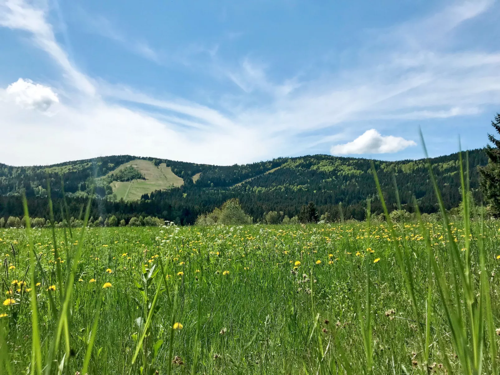 Birke-Buiten