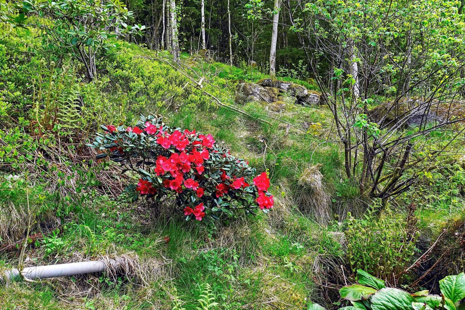 6 persoons vakantie huis in HENÅN-Buitenlucht