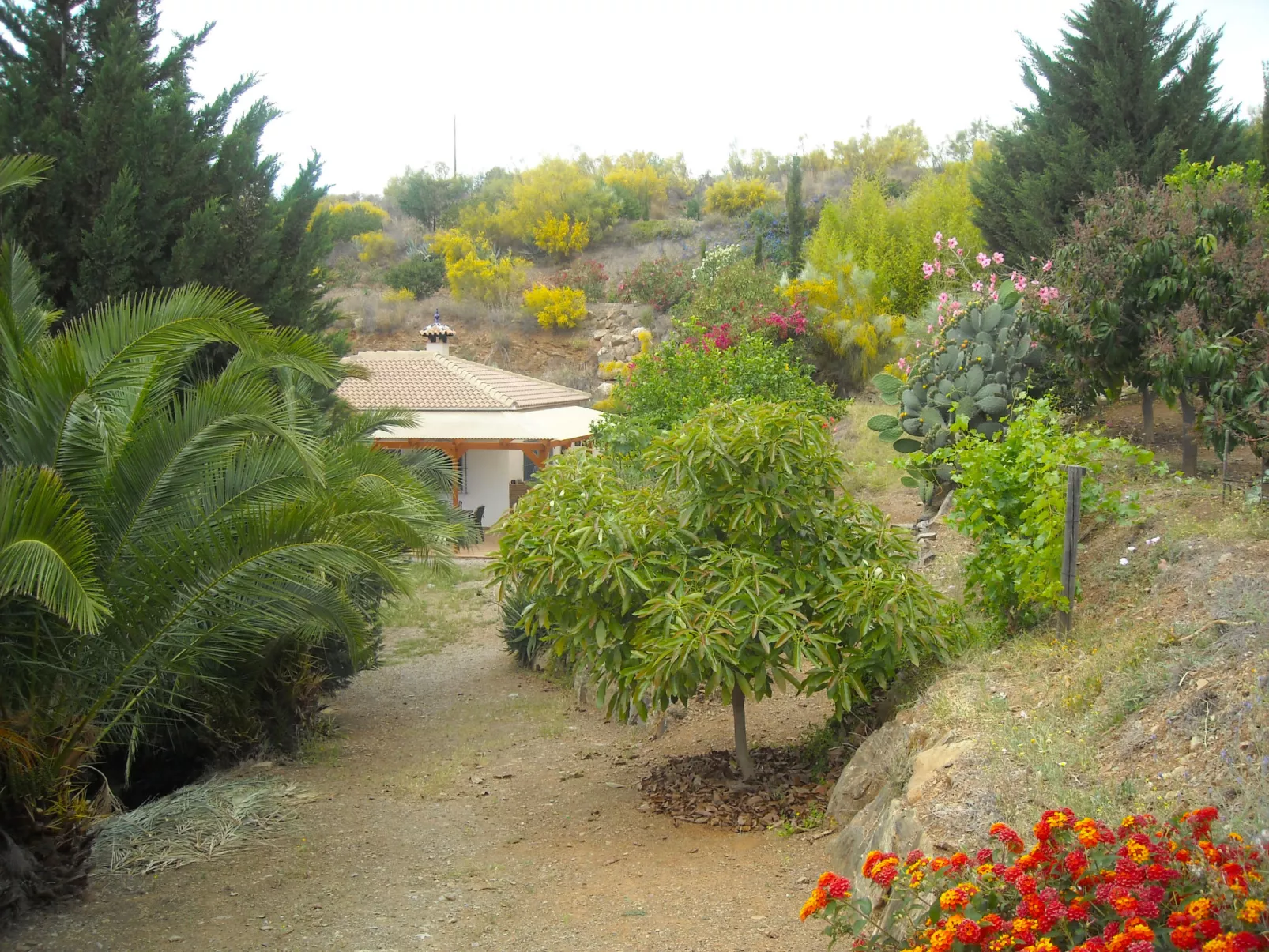 Finca Trigueros - casa palmito-Buiten