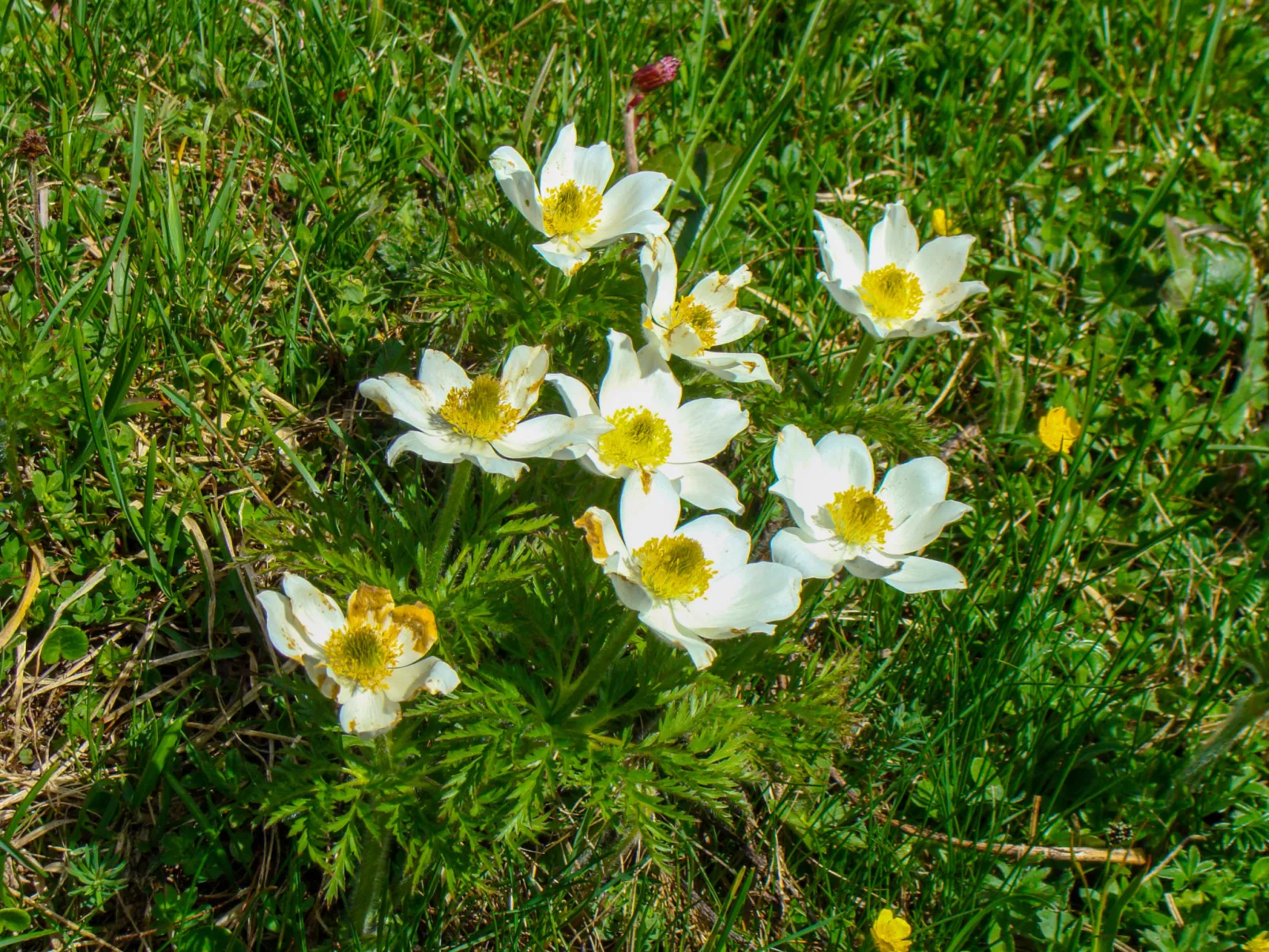 Steindlwald-Omgeving