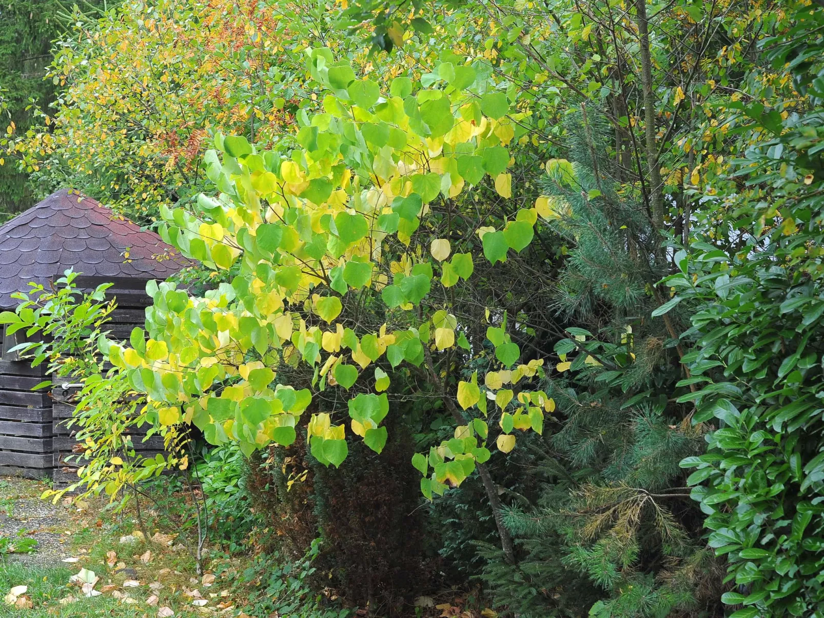 Holzchalet E-Buiten