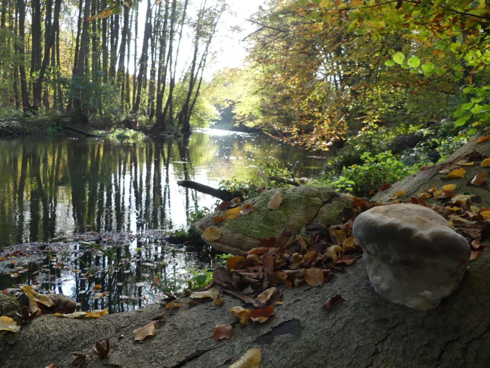 Landhaus Inselsee-Omgeving