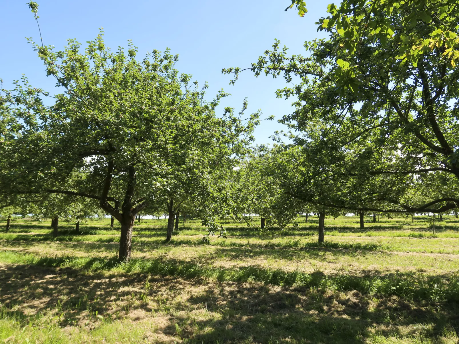 La Part des Anges (GMC202)-Buiten