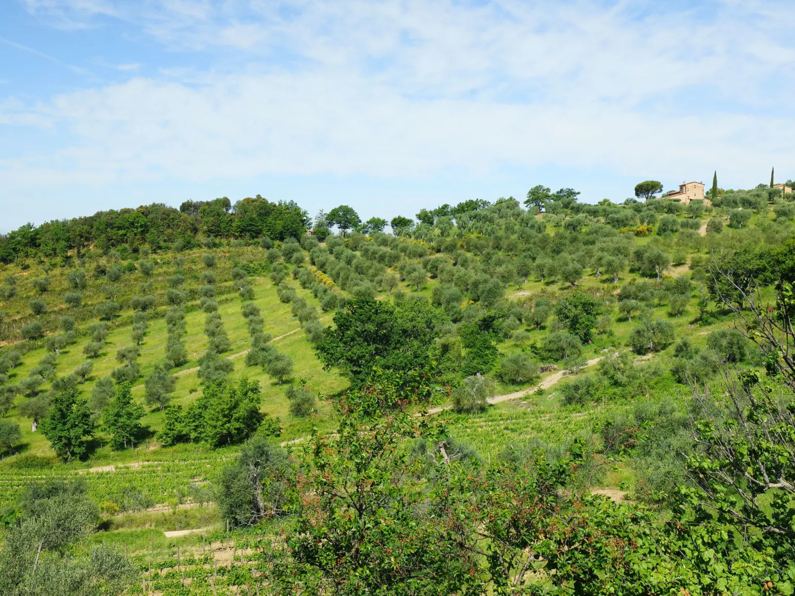 Poggio Velluto-Buiten