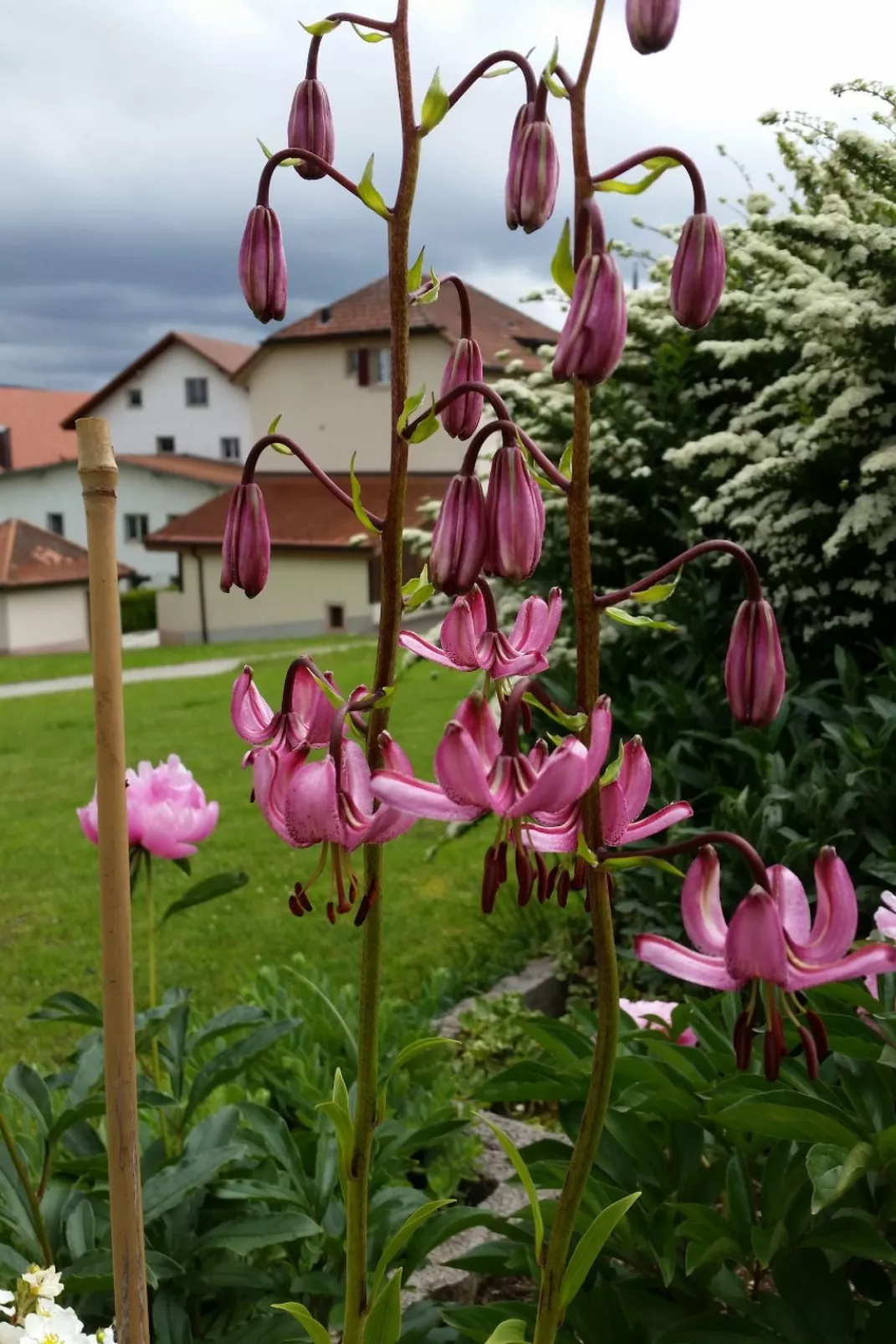 Appartement - Bellevue-Buiten