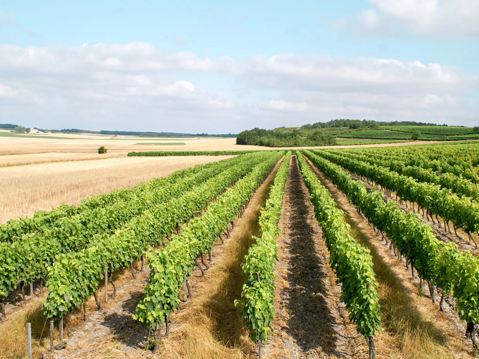 Les Coteaux de Jonzac (JZC400)-Buiten