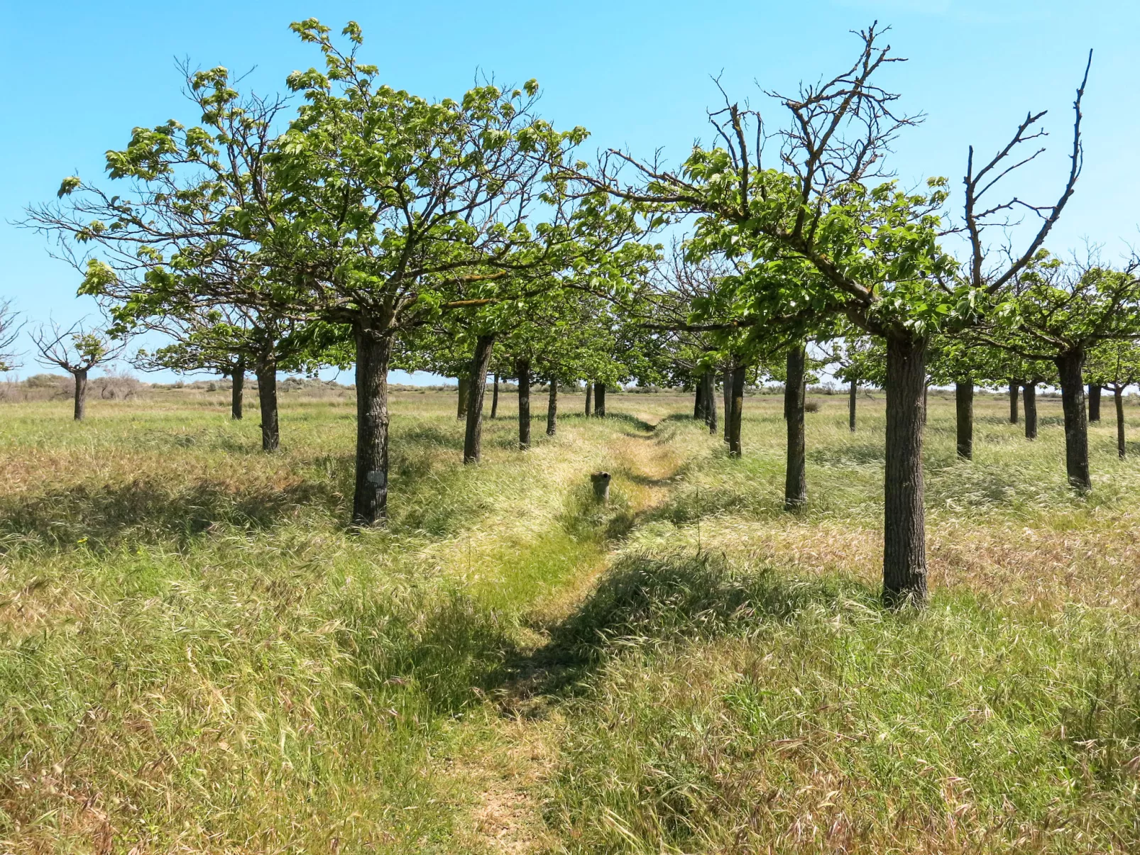 Domaine Les Mûriers (VED101)-Buiten