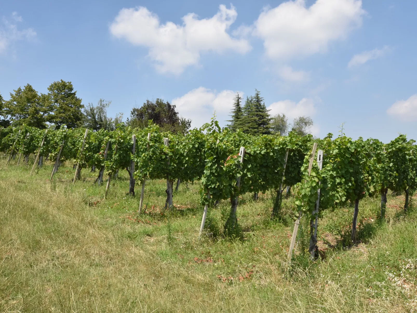 La Corte Bricca (Casa Padronale)-Buiten