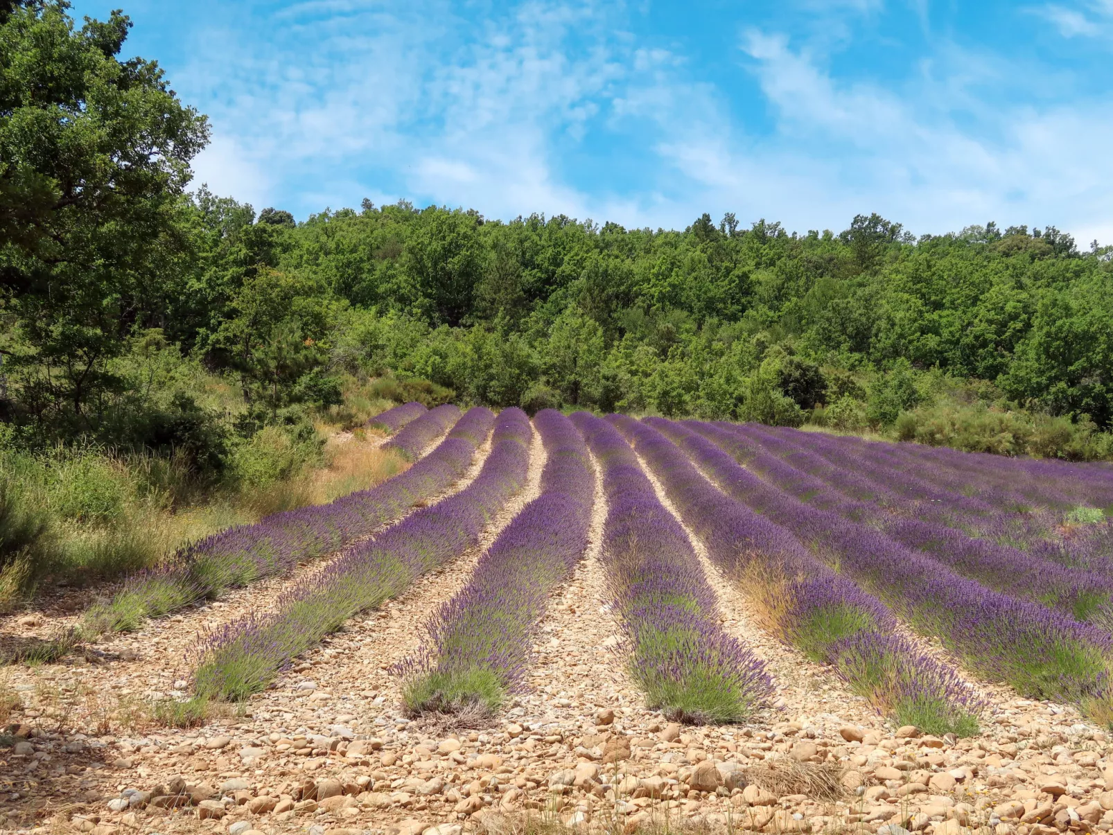 L'Amandier (ORN310)-Buiten