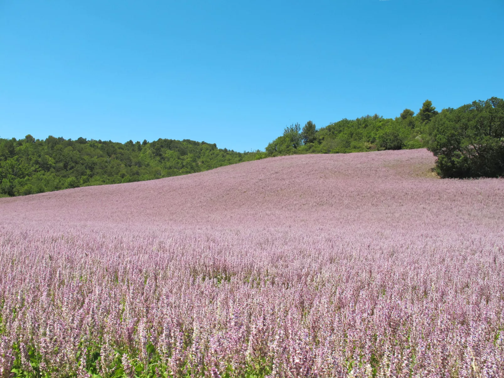 L'Amandier-Omgeving