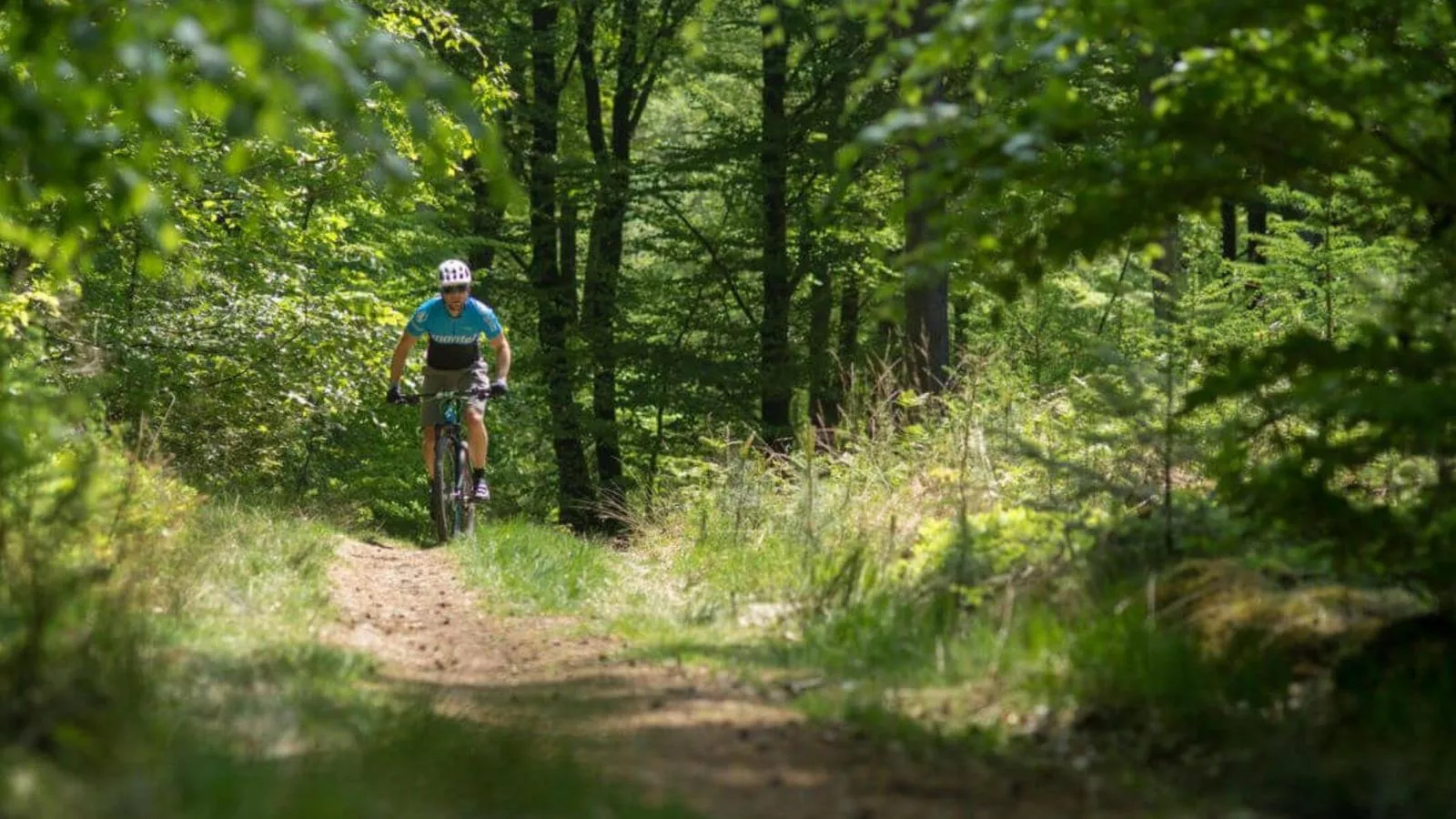 Oak Valley 15-Gebieden zomer 1km
