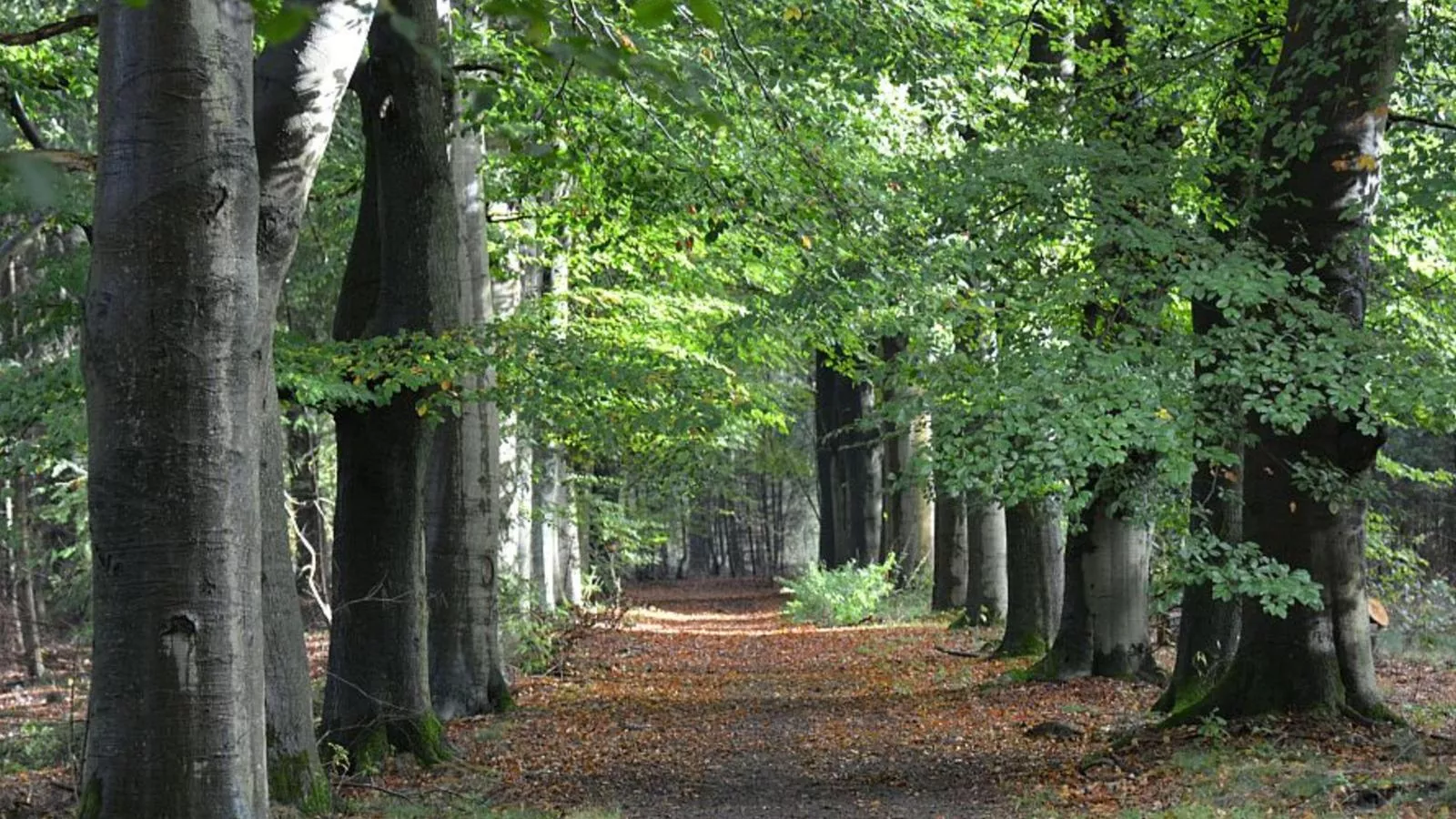 Oak Valley 15-Gebieden zomer 1km