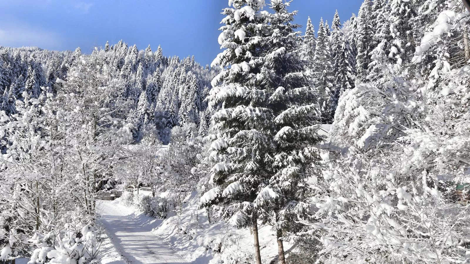 Im Wald-Uitzicht winter