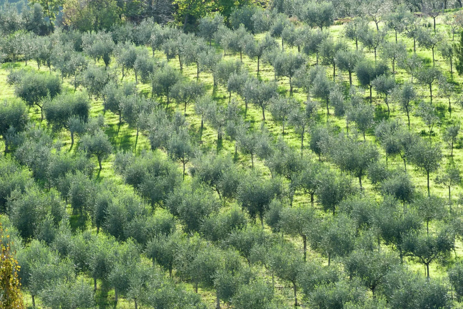 Sagrantino-Gebieden zomer 5km