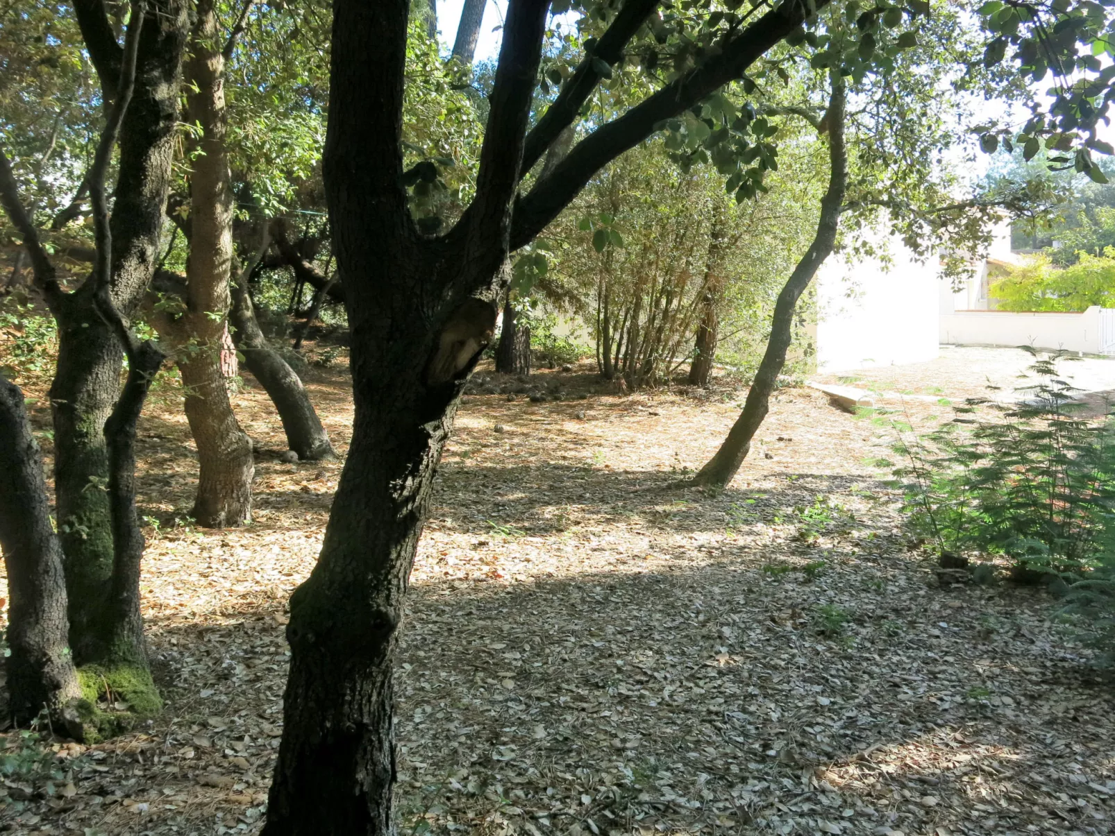 Les Algues-Buiten