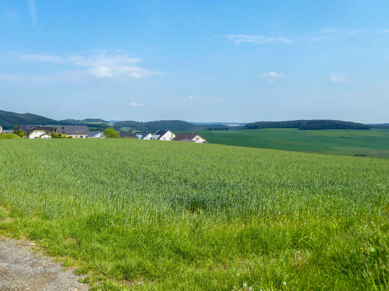 Löwenzahn-Buiten