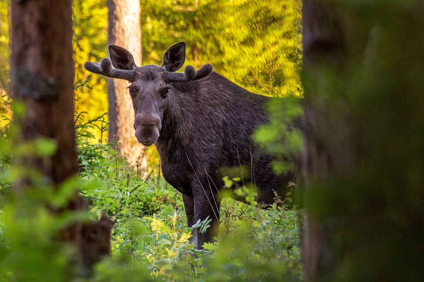 6 persoons vakantie huis in SÄLEN-Niet-getagd