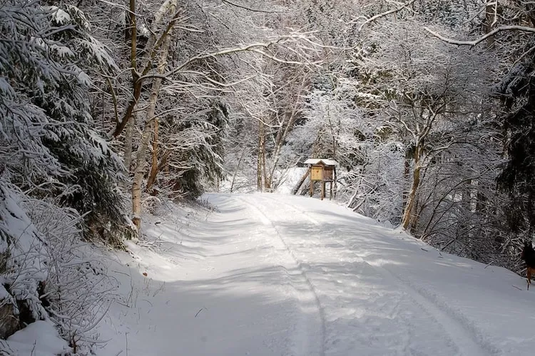 Ferienhaus in Hasselfelde - Haus 59 Blauvogel-Gebied winter 5km