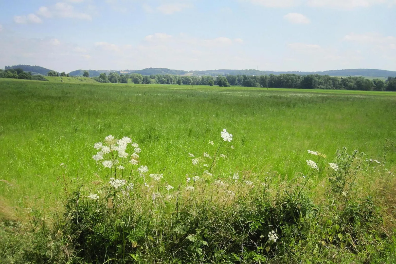 Zaunkönig-Gebieden zomer 1km