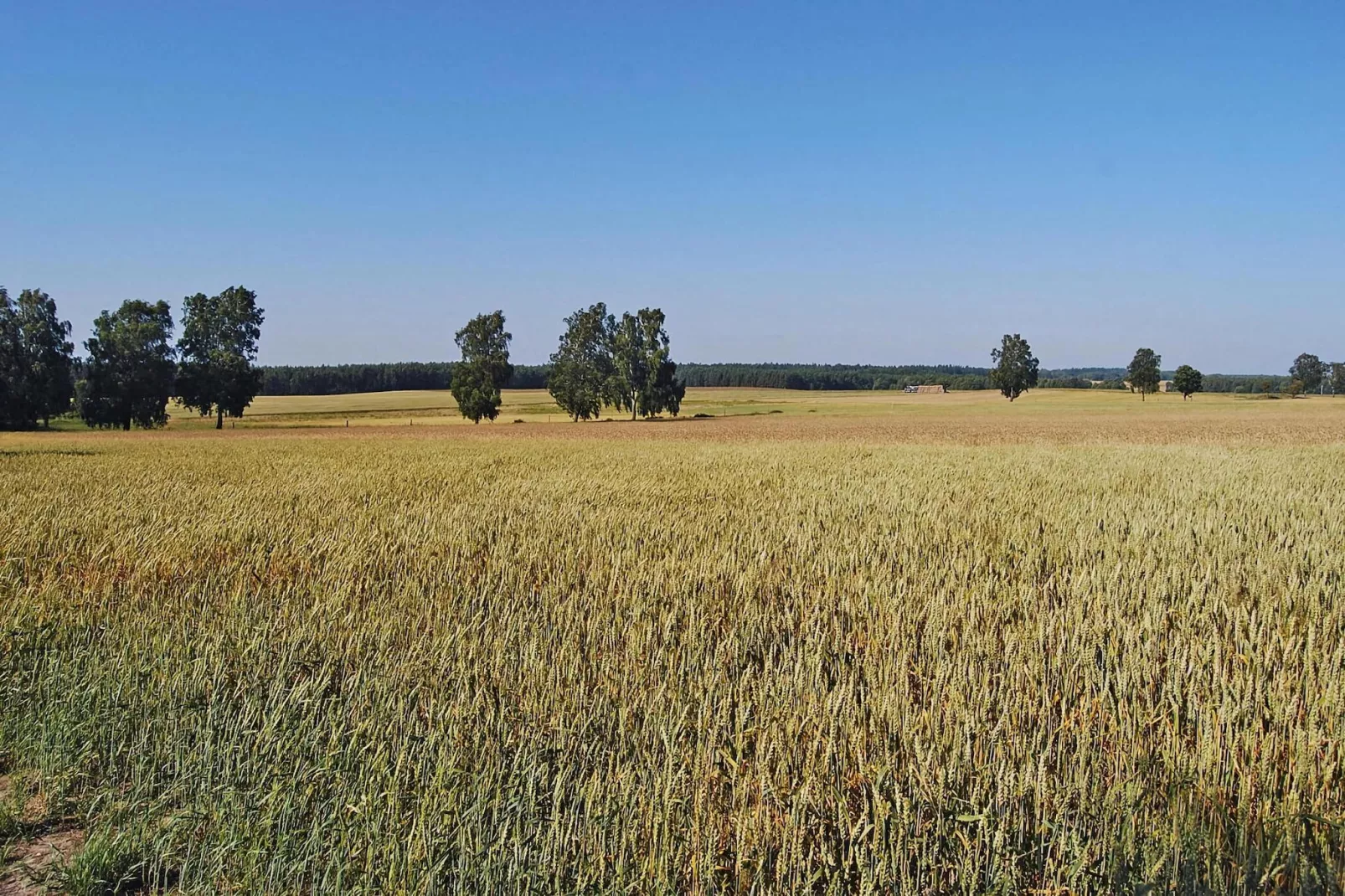 Dom wakacyjny z basenem dla 7 osób Sieciemin-Gebieden zomer 1km
