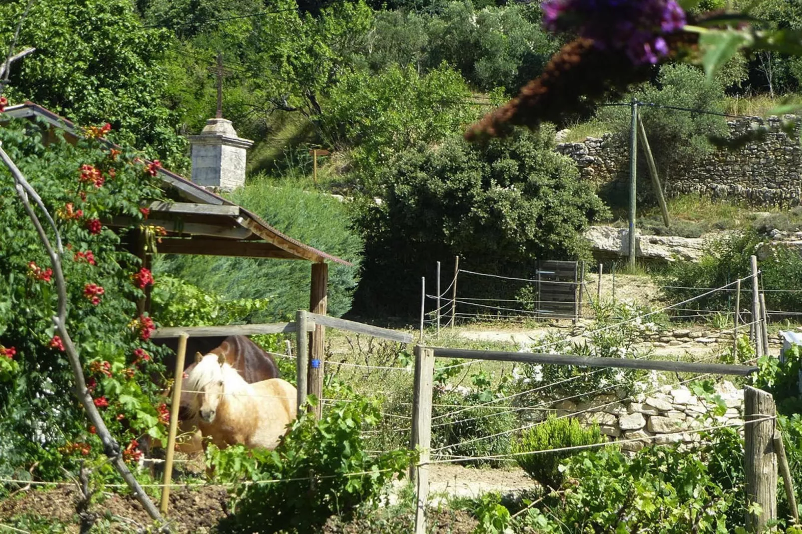 Ferienhaus in Vernègues-Tuinen zomer